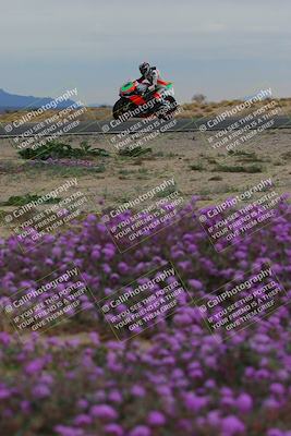 media/Jan-14-2023-SoCal Trackdays (Sat) [[497694156f]]/Turn 14 Exit Bloomig (145pm)/